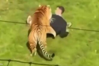 حادثة مفزعة في حديقة يوركشير بعد اقتحام رجل لحظيرة النمور والاعتداء عليه.