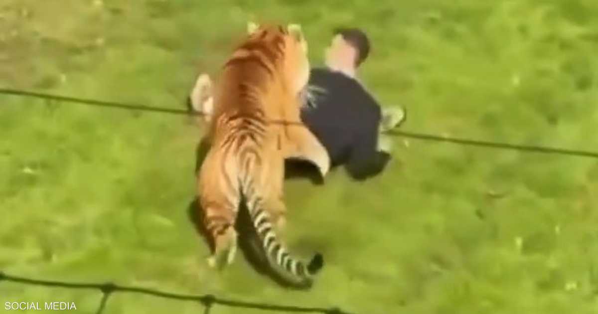 حادثة مفزعة في حديقة يوركشير بعد اقتحام رجل لحظيرة النمور والاعتداء عليه.