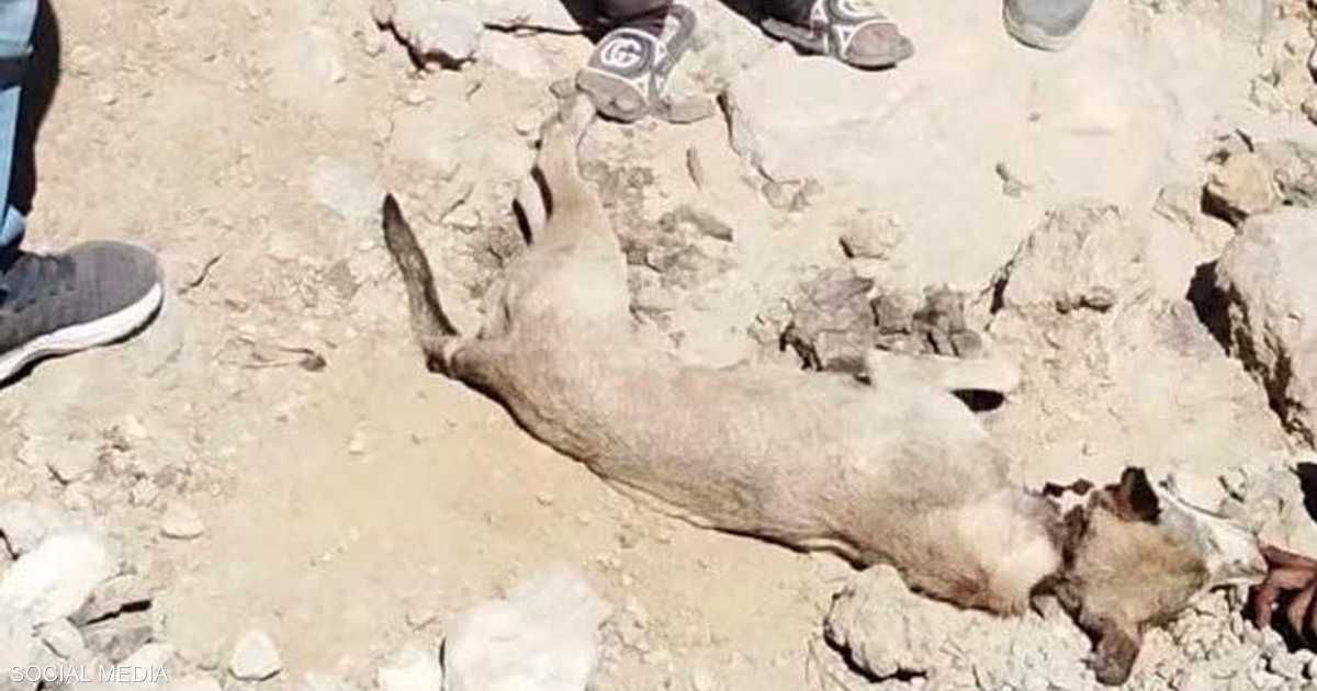 هجوم ذئب على سيدتين في سوهاج يثير قلق الأهالي ويدعو لتحرك الدولة