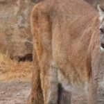 الخيالة يشاركون في البحث عن حيوان يشتبه في أنه أسد جبال شوهد في محمية طبيعية