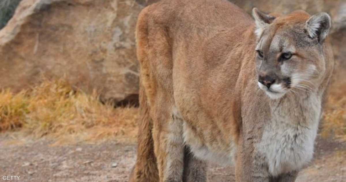 الخيالة يشاركون في البحث عن حيوان يشتبه في أنه أسد جبال شوهد في محمية طبيعية
